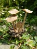 Hand Carving Wooden Mushroom Toad Stool - 10cm-12cm