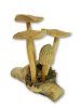 Hand Carving Wooden Mushroom Toad Stool - 10cm-12cm