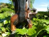 Wooden Elephant Carving - Mother and Baby Elephant Trunk Down