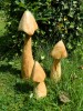 Wooden Closed Cup Mushrooms - Set of 3