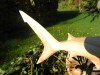 Hand Carving Wooden Great White Shark - 30cm