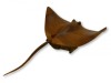 Hand Carving Wooden Sting Ray On Parasite Wood - 50cm