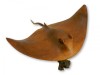 Hand Carving Wooden Sting Ray On Parasite Wood - 50cm