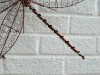 Copper Wire Dragonfly Wall Art - Medium