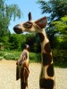 Wooden Giraffe Carving - Mother and Baby Family Giraffes 50cm