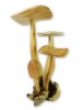 Hand Carving Wooden Mushroom Toad Stool - 32cm