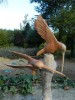 Hand Carved Humming Bird - Double on Parasite Wood